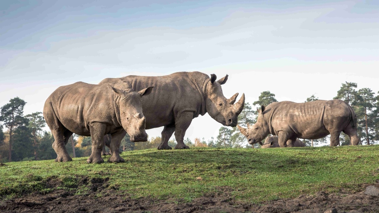 Breitmaulnashörner in der Serengeti-Safari 