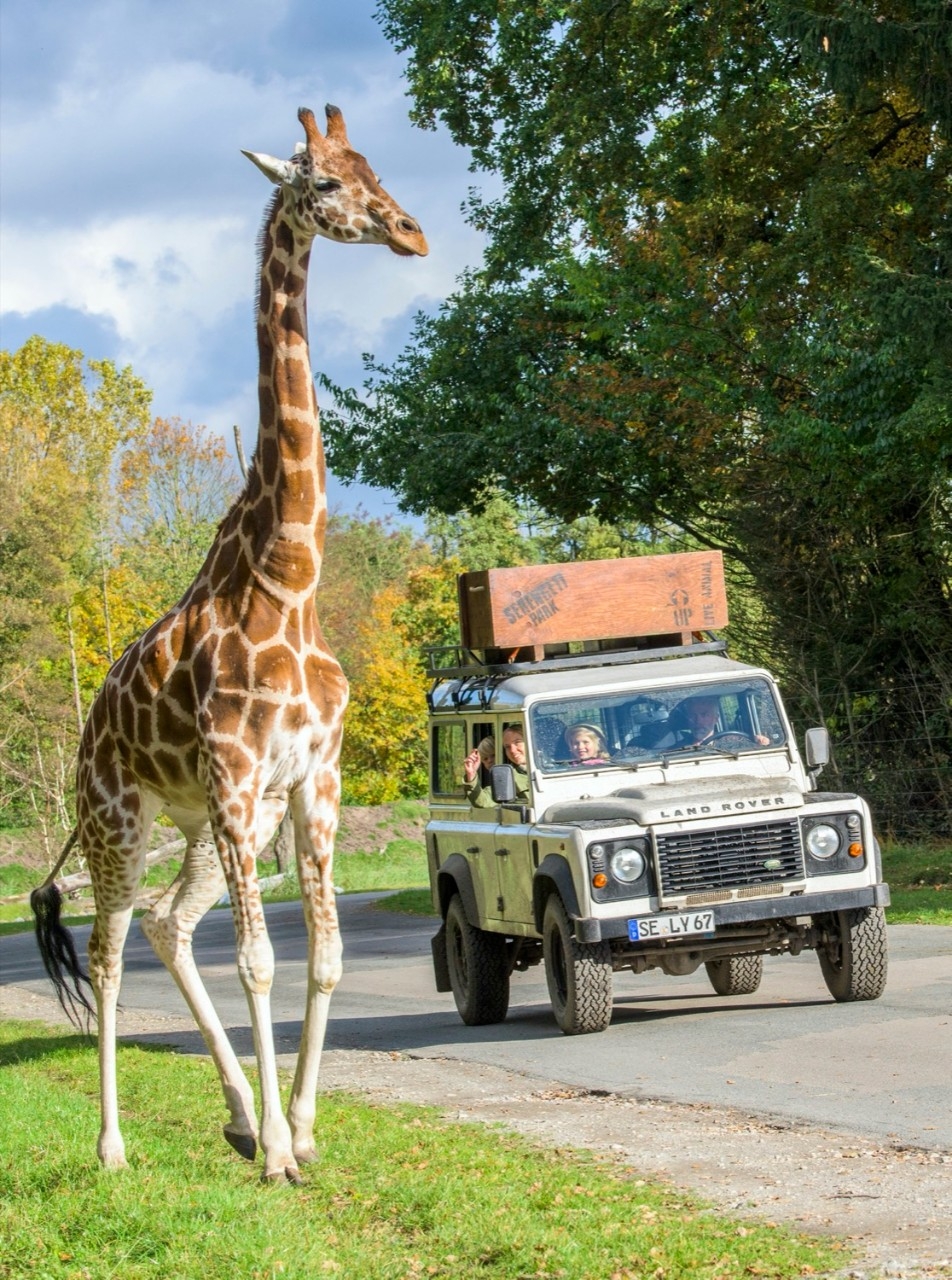 Giraffe in der Serengeti-Safari
