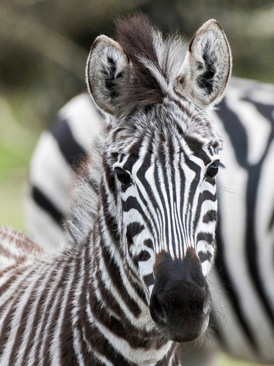 Zebras in der Serengeti-Safari 